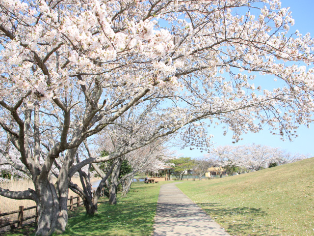 尼ヶ台総合公園の桜並木