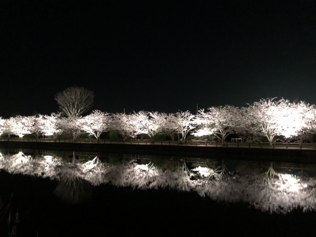 長生村尼ヶ台総合公園の桜のライトアップ！