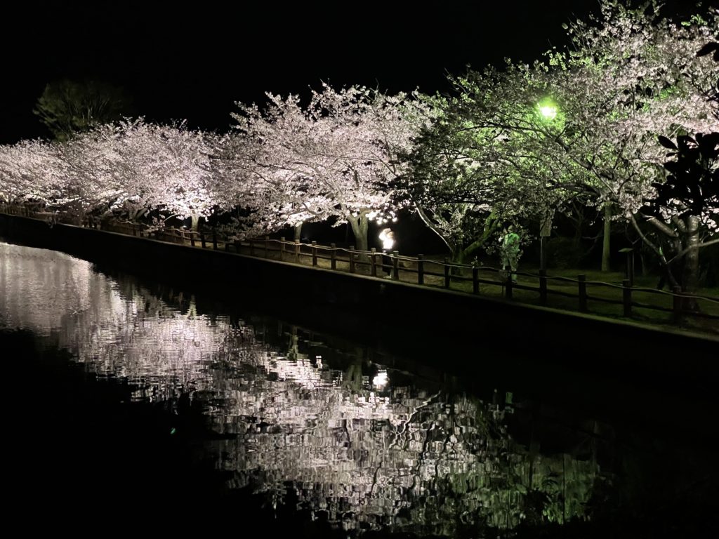 長生村尼ヶ台総合公園　桜のライトアップ！