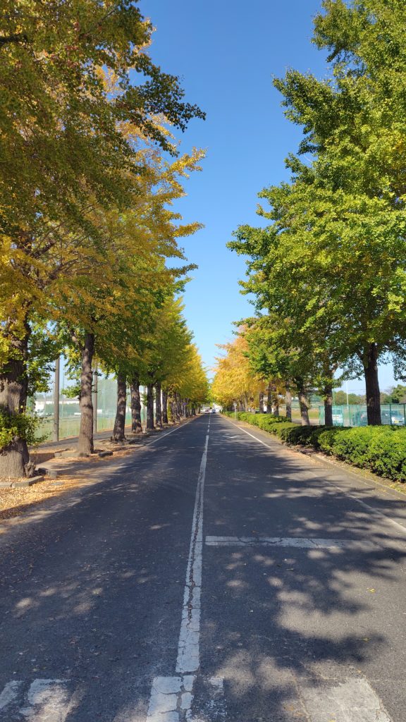 【市内の木々の紅葉が始まりました✨】